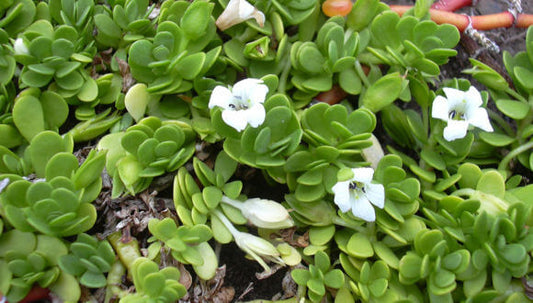 Know Your Herb ‘Bacopa Monnieri’